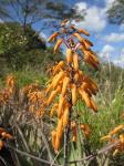 : - Aloe chabaudii