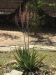 : - Aloe massawana