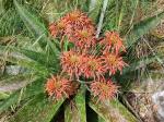 : - Aloe swynnertonii