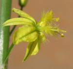 Stelzen-Bulbine - Bulbine frutescens