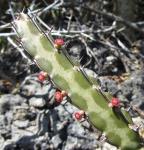 : - Euphorbia lividiflora