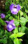 Fournier-Torenie - Torenia fournieri