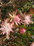 : - Protea wentzeliana