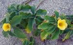 : - Turnera scabra
