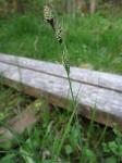 Buxbaums Segge - Carex buxbaumii