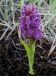 Fleischfarbenes Knabenkraut - Dactylorhiza incarnata