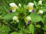 Bunter Hohlzahn - Galeopsis speciosa