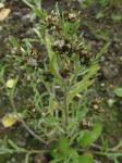 Sumpf-Ruhrkraut - Gnaphalium uliginosum
