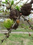 Sibirische Lärche - Larix sibirica
