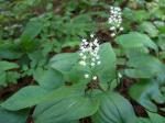 Schattenblümchen - Maianthemum bifolium