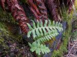 Gewöhnlicher Tüpfelfarn - Polypodium vulgare