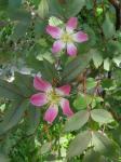 Rotblatt-Rose - Rosa rubrifolia