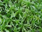 Girgensohns Torfmoos - Sphagnum girgensohnii