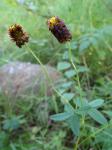 Moor-Klee - Trifolium spadiceum