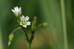 Gewöhliches Hornkraut - Cerastium fontanum subsp. vulgare