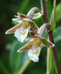 Sumpf-Stendelwurz-Epipactis palustris