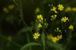 Gemeiner Rainkohl - Lapsana communis