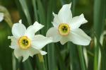 : - Narcissus poeticus subsp. poeticus