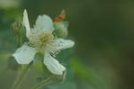 Brombeere - Rubus fruticosus