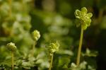 Moschuskraut - Adoxa moschatellina