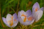 Pracht-Herbst-Krokus - Crocus speciosus