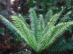 :-Zamia neurophyllidia