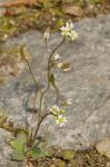 Frühlings-Hungerblümchen - Erophila verna