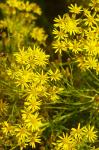 Schmalblättriges Greiskraut - Senecio inaequidens