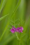 Sclimalblätterige Wicke - Vicia sativa subsp. nigra