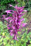 Mexikanischer Riesenysop - Agastache mexicana