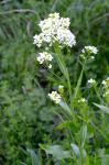 Meerrettich - Armoracia rusticana