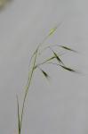 Taube Trespe-Bromus sterilis