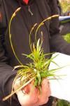 Polster-Segge - Carex firma