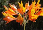 : - Alstroemeria ligtu subsp. simsii