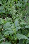 Unechter Gänsefuss - Chenopodium hybridum