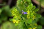 Gewimpertes Kreuzlabkraut - Cruciata laevipes