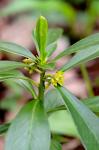 Lorbeer-Seidelbast - Daphne laureola