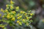 Steppen-Wolfsmilch - Euphorbia seguieriana