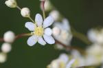 Kleines Mädesüß - Filipendula vulgaris