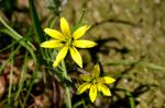 Wald-Gelbstern - Gagea lutea