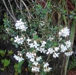 : - Arcytophyllum lavarum