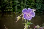 Wiesen-Storchschnabel-Geranium pratense