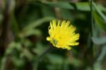 Kleines Habichtskraut - Hieracium pilosella