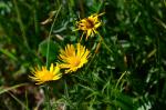 Schwert-Alant - Inula ensifolia