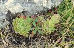 Sprossender Hauswurz - Sempervivum globiferum
