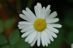 Fettwiesen-Margerite - Leucanthemum ircutianum