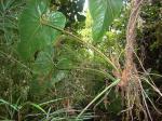 : - Anthurium formosum