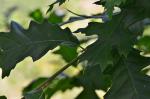 Zerreiche - Quercus cerris