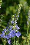 Großer Ehrenpreis
- Veronica teucrium