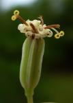 : - Arnoglossum plantagineum